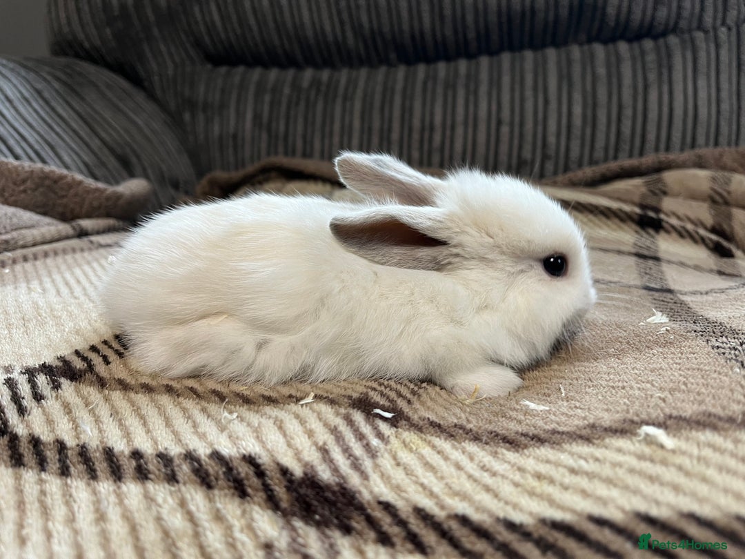 Mini Lop rabbits for sale: Pure breed mini lop bunnies - Image 8