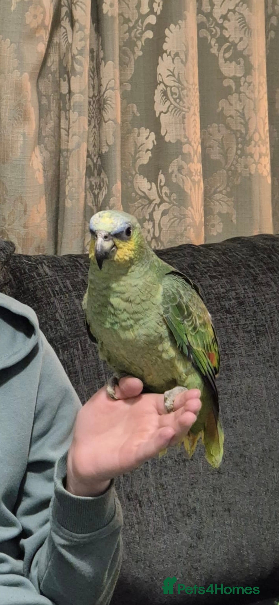 Parrots birds for sale: Beautiful Amazon parrot - Advert 6