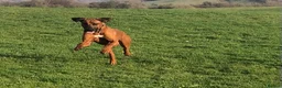 Rhodesian Ridgeback dogs for stud: Athletic RR for stud  - Advert 8