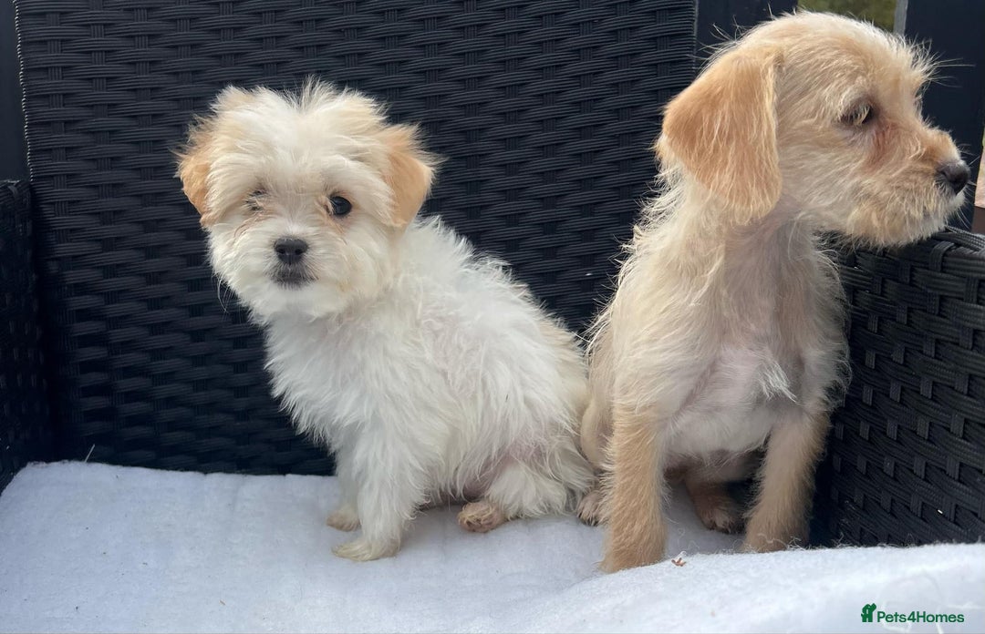 Mixed Breed dogs for sale: Jackapoo puppies - Image 7