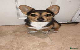 Chihuahua dogs for stud: Dog for stud  - Image 3