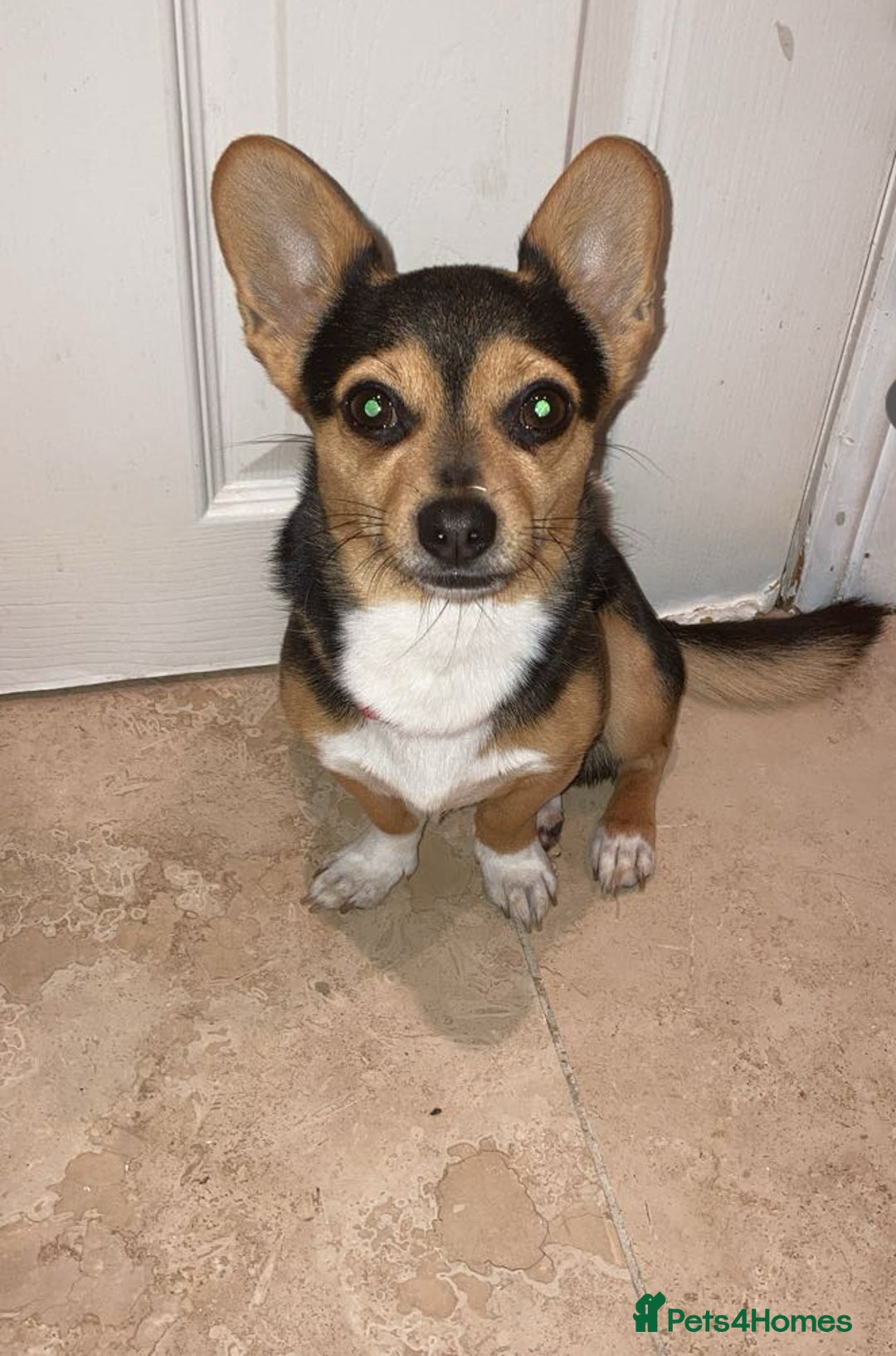 Chihuahua dogs for stud: Dog for stud  - Image 3