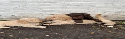Labradoodle dogs for sale: Labradoodles (F1B) in London W8. READY TO GO HOME - Advert 23