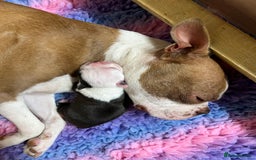 Boston Terrier dogs for sale: Champ bloodline (KC) Boston Terrier pups 💕 - Image 18