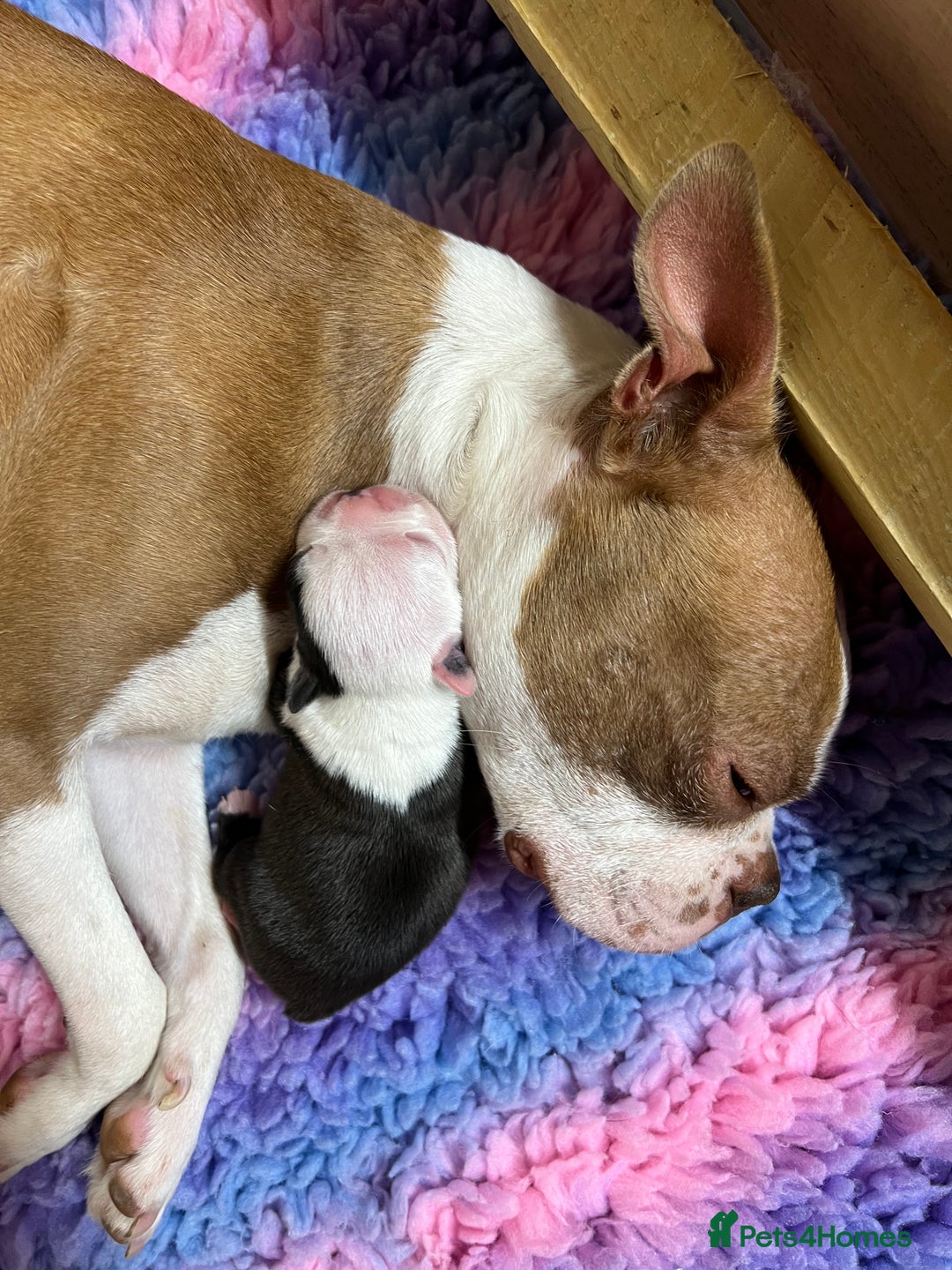 Boston Terrier dogs for sale: Champ bloodline (KC) Boston Terrier pups 💕 - Image 18