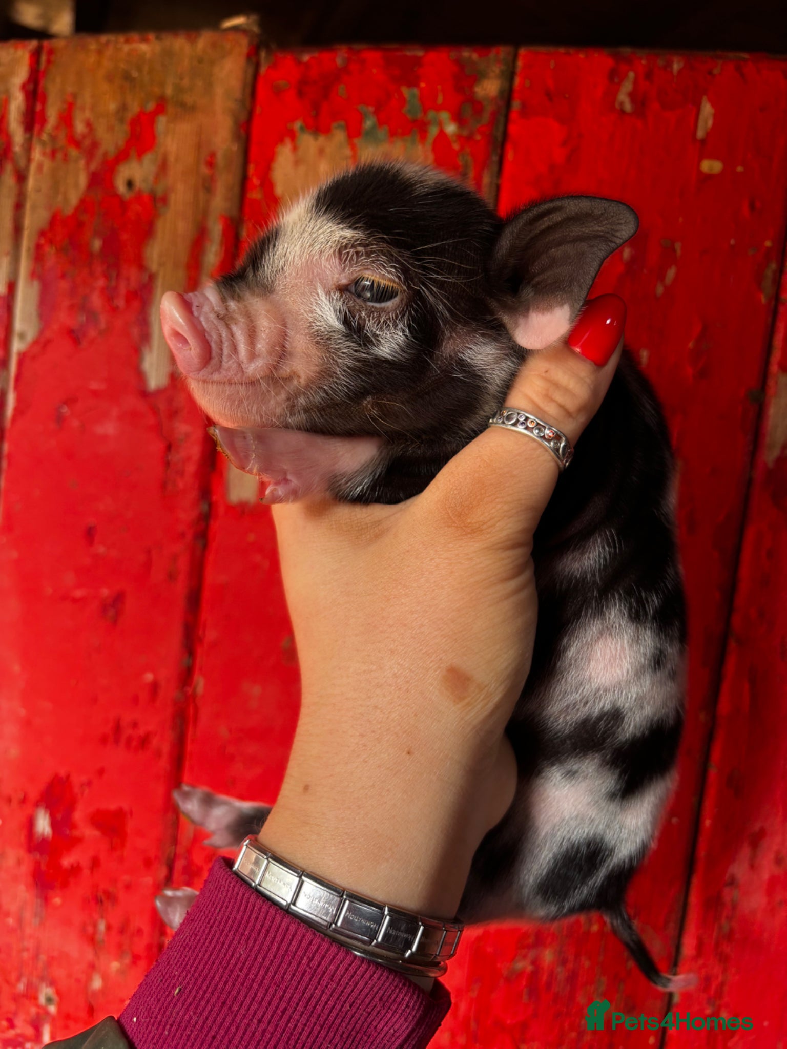 Pig livestock for sale: Mini piglets available  - Advert 2