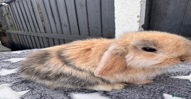 Mini Lop rabbits - Advert 2