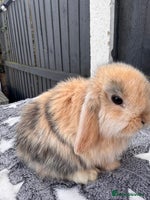 Mini Lop rabbits - Advert 2