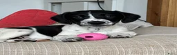 Mixed Breed dogs for sale: Bella  in Dover - Advert 2