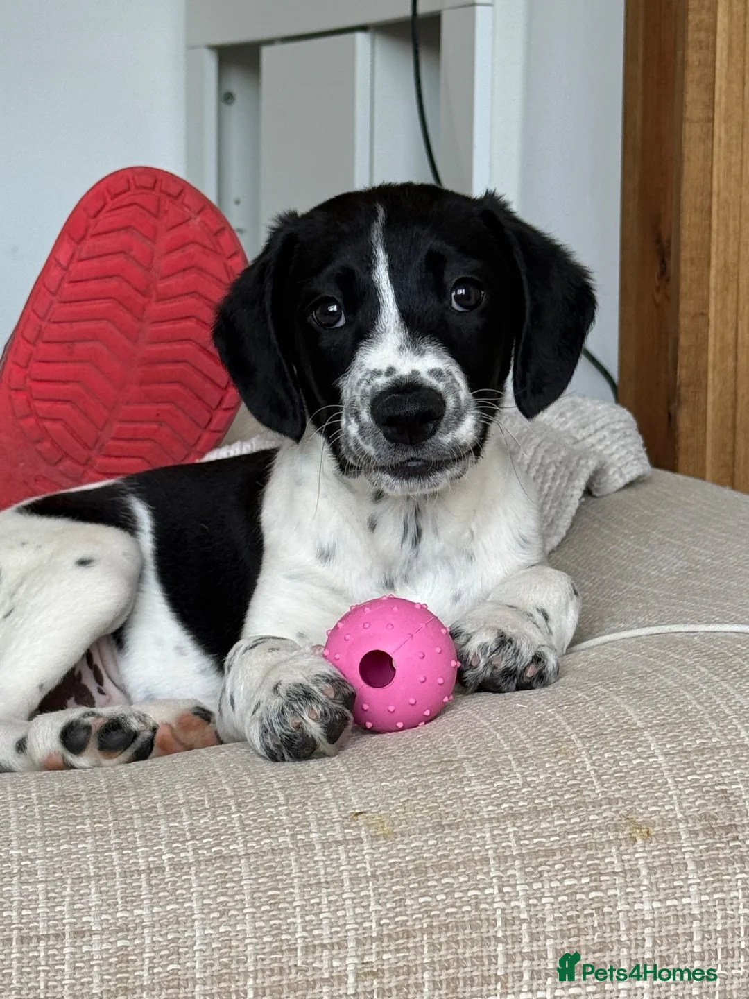Mixed Breed dogs for sale: Bella  in Dover - Advert 2