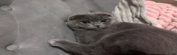 Scottish Fold cats for stud: Blue Scottish fold available for stud  - Advert 4