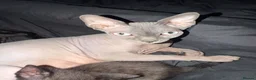 Mixed Breed cats for sale: Sphynx Mix Kittens  in Colchester - Advert 2