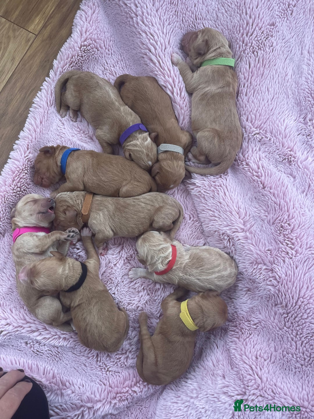 Goldendoodle dogs for sale: Multigenerational Doodles - Advert 34