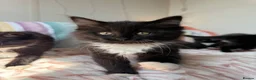 Ragdoll cats for sale: 🐾 READY TO LEAVE RAGDOLL CROSS 🐾 - Advert 9