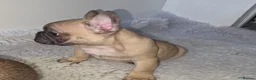 French Bulldog dogs for sale: Kc reg french bulldog puppies - Advert 3