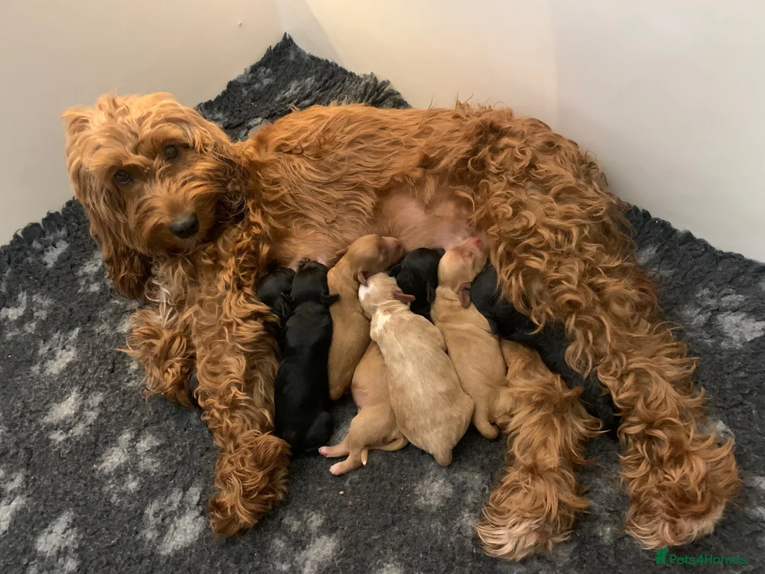 Cockapoo dogs for sale: STUNNING DARK RED, APRICOT, BLACK COCKAPOO PUPPIES - Advert 20
