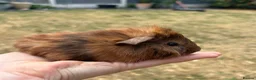 Guinea Pig rodents for sale: Beautiful baby guinea pigs FUNKY, roans & crested - Advert 3