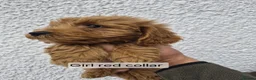 Cockapoo dogs for sale: F1 B Cockapoo puppies - Advert 19