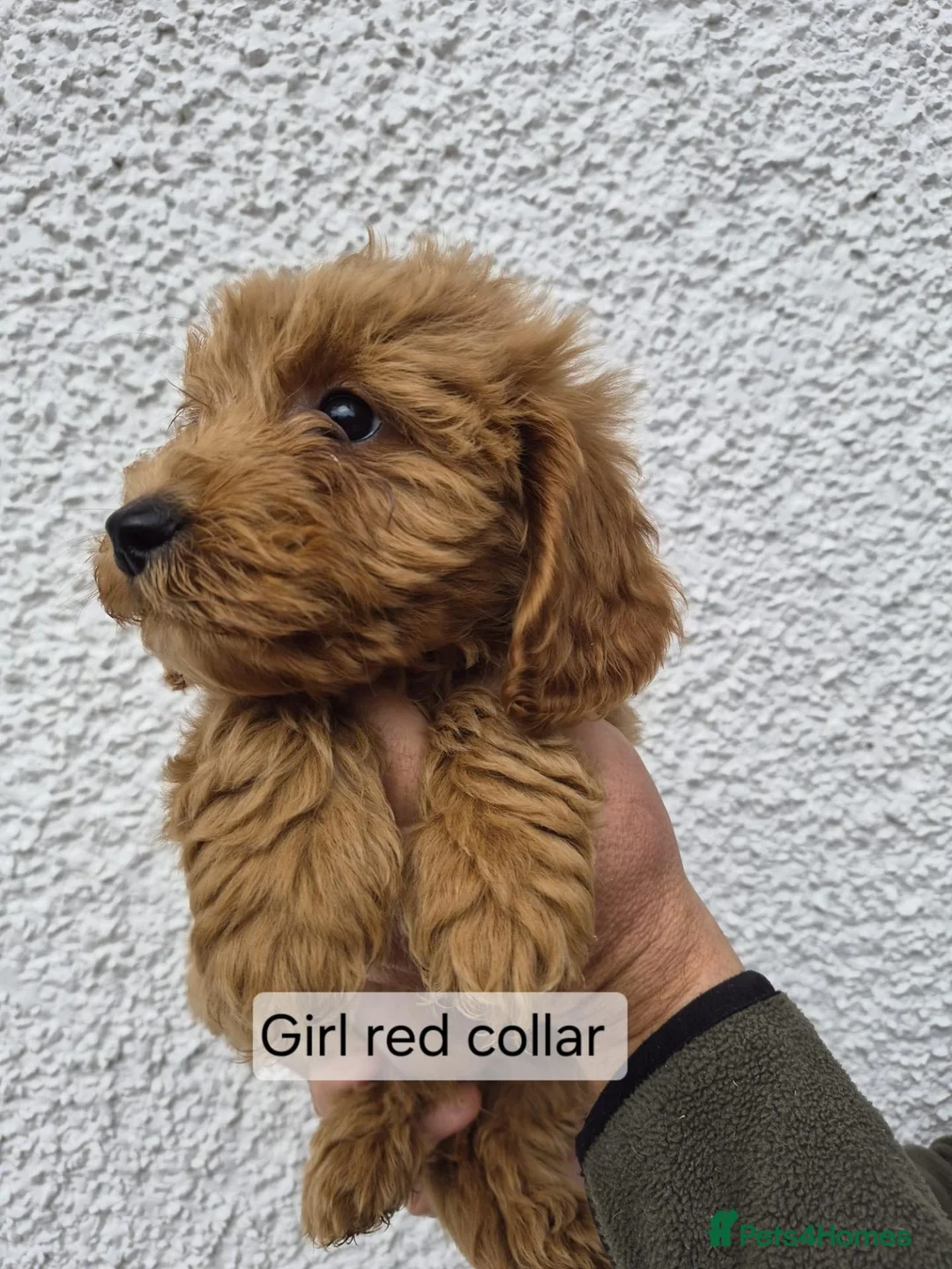 Cockapoo dogs for sale: F1 B Cockapoo puppies - Advert 19