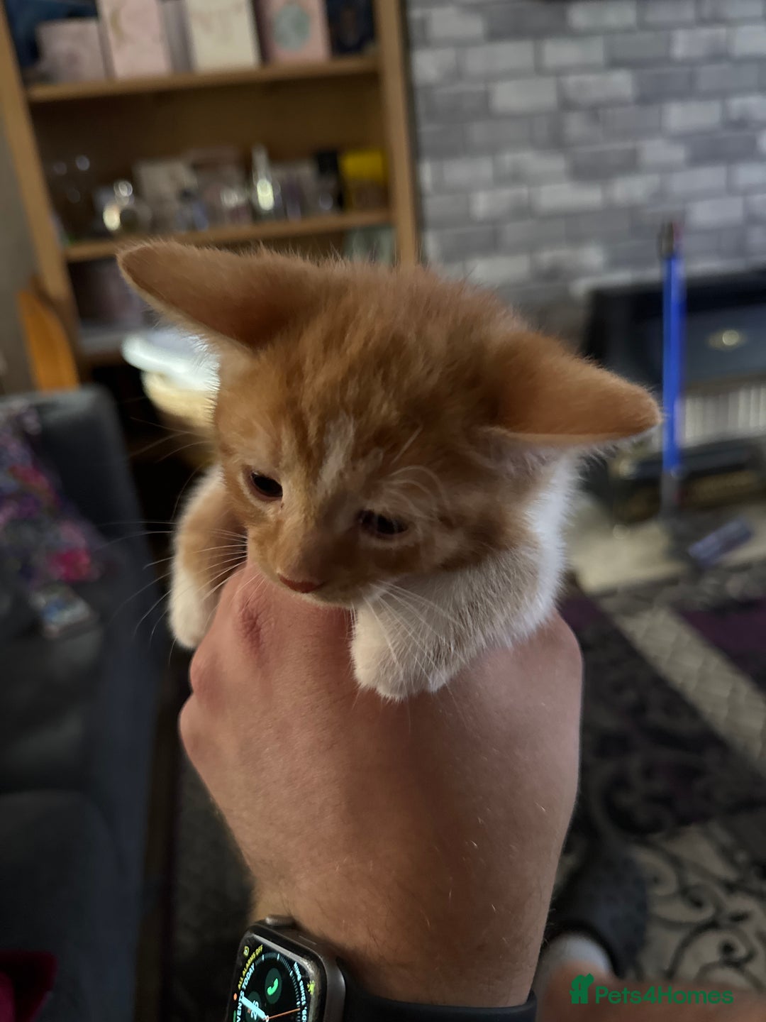 Mixed Breed cats for sale: 3 gorgeous ginger kittens READY NOW - Image 8