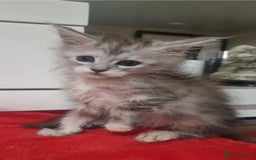 Maine Coon cats for sale: Beautiful Maine Coon Kittens - Advert 5