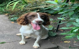 English Springer Spaniel dogs for sale: Springer Spaniel Puppies - Image 8