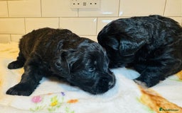 Labradoodle dogs for sale: Chunky Labradoodle Babies 🐾🐾🐾 - Image 6