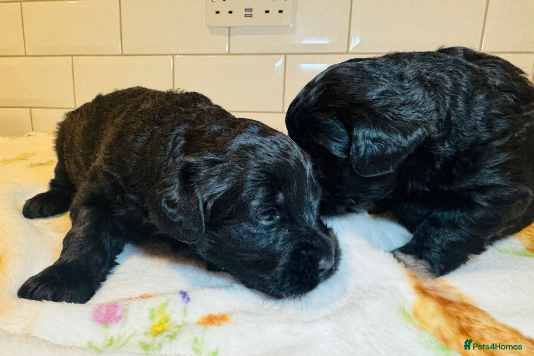 Labradoodle dogs for sale: Chunky Labradoodle Babies 🐾🐾🐾 - Image 6
