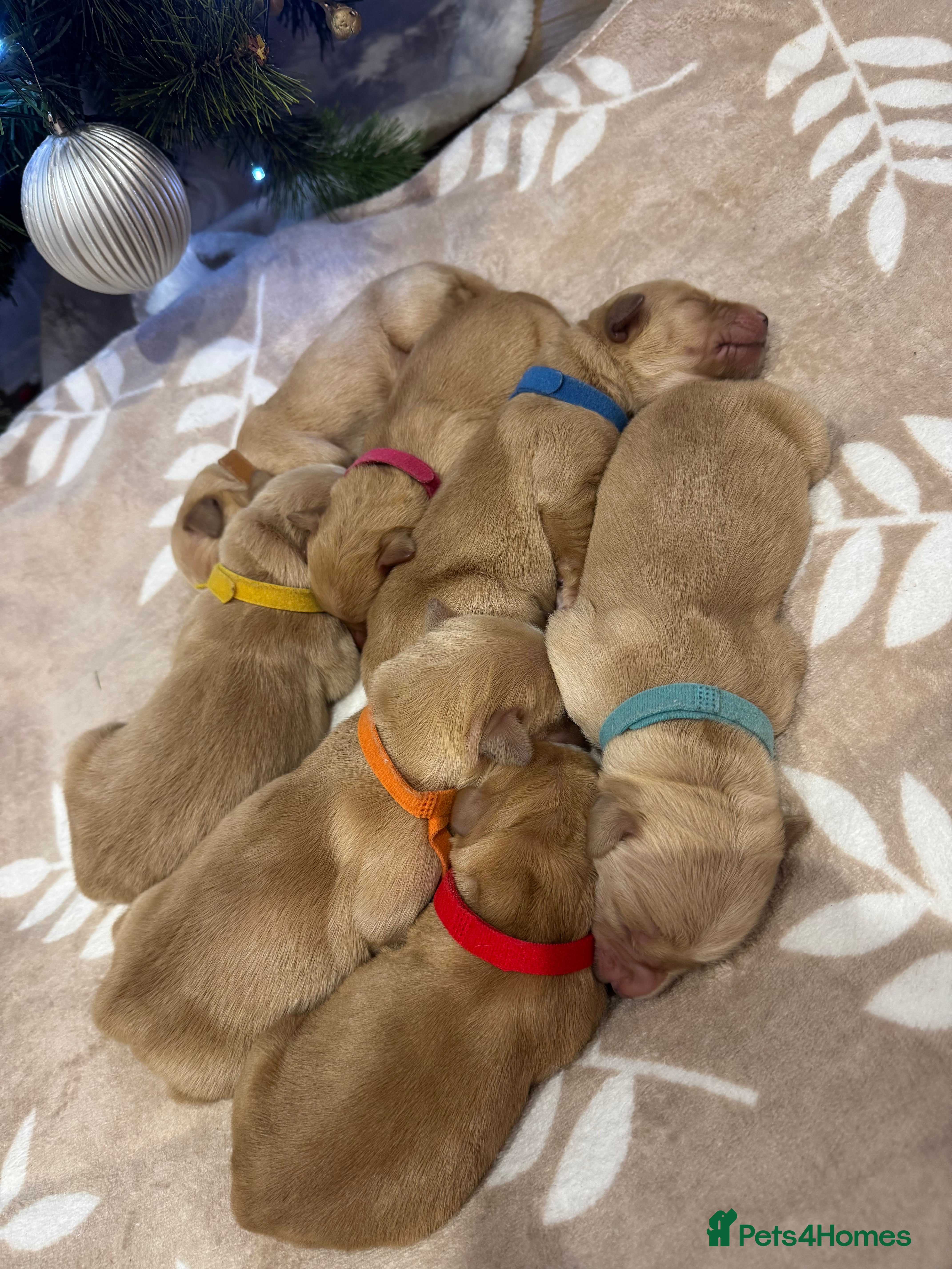 Golden Retriever dogs Perfect Golden Retriever Puppies - Advert 5