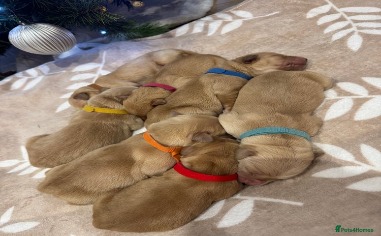 Golden Retriever dogs Perfect Golden Retriever Puppies - Advert 1