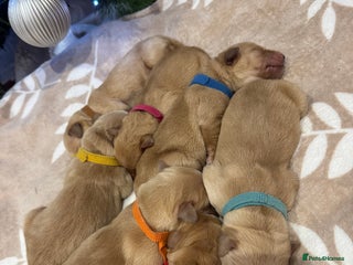 Golden Retriever dogs Perfect Golden Retriever Puppies - Advert 1