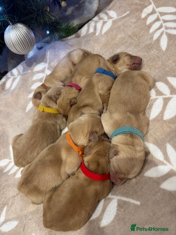 Golden Retriever dogs Perfect Golden Retriever Puppies - Advert 1