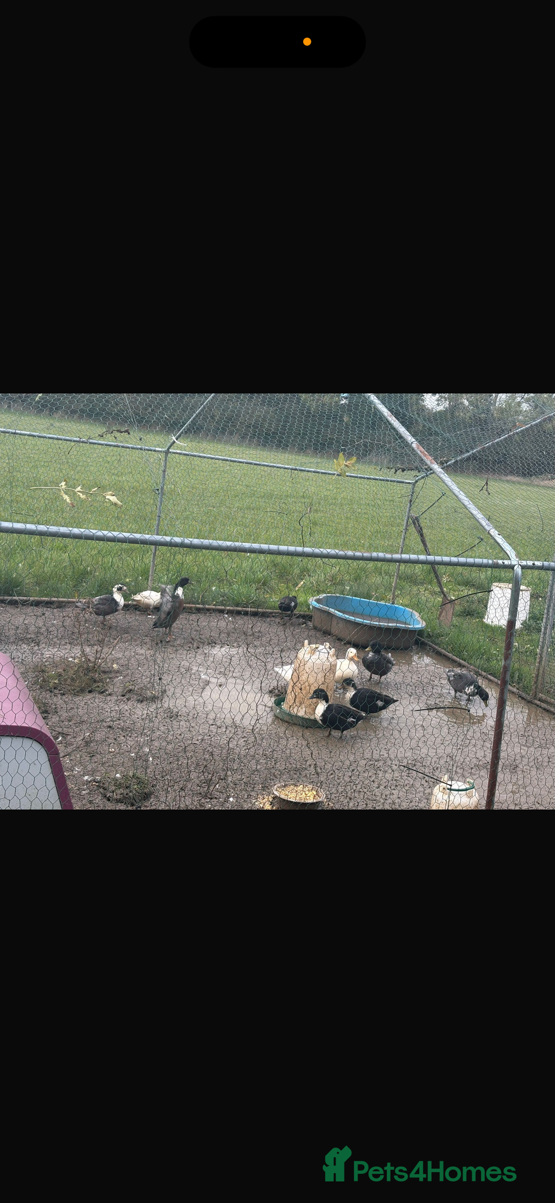 Ducks poultry for sale: Call Ducks  - Advert 2