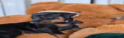 Dobermann dogs for stud: HEALTH TESTED STANLEY FOR STUD DUTIES - Advert 25