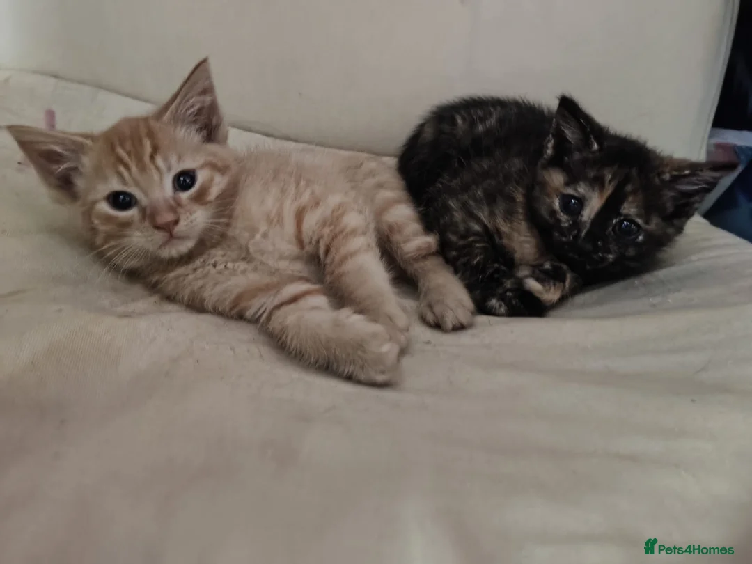 Mixed Breed cats for sale: 2 Somali x siberian cross kittens available now - Advert 9