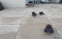 Border Terrier dogs for sale: BORDER TERRIER PUPS KC REG SLEM CLEAR - Image 2