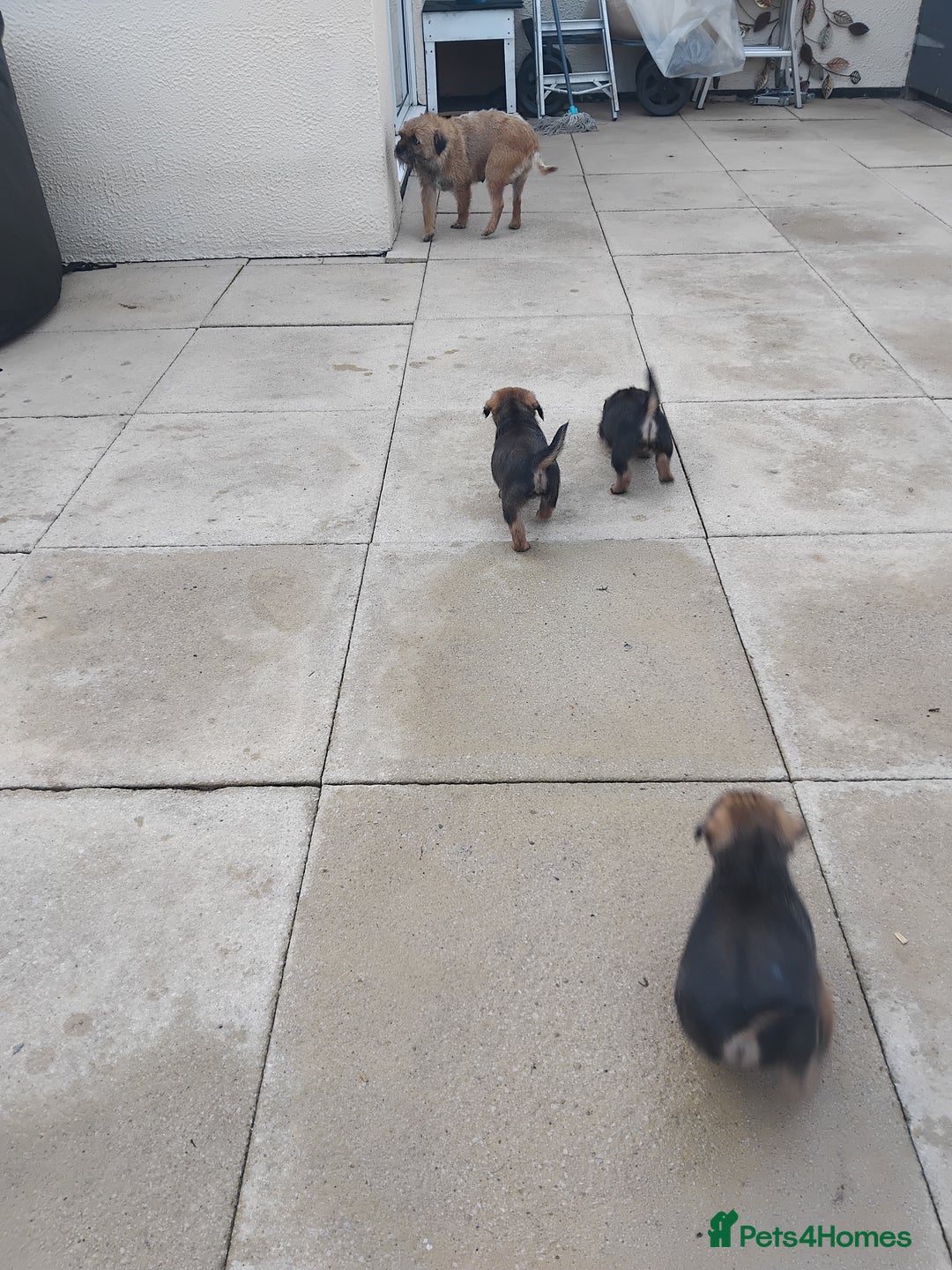 Border Terrier dogs for sale: BORDER TERRIER PUPS KC REG SLEM CLEAR - Image 2