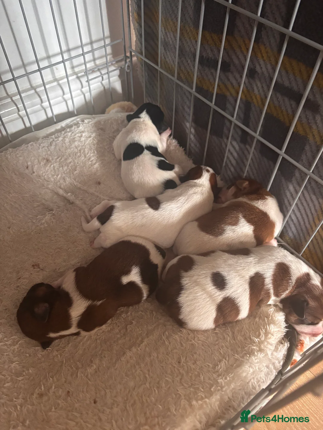 Jack Russell dogs for sale: Puppies Looking for Their Forever Homes 🐶💛 - Advert 3