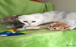 Scottish Fold cats for sale: Beautiful Scottish fold baby’s  in Reading - Image 17