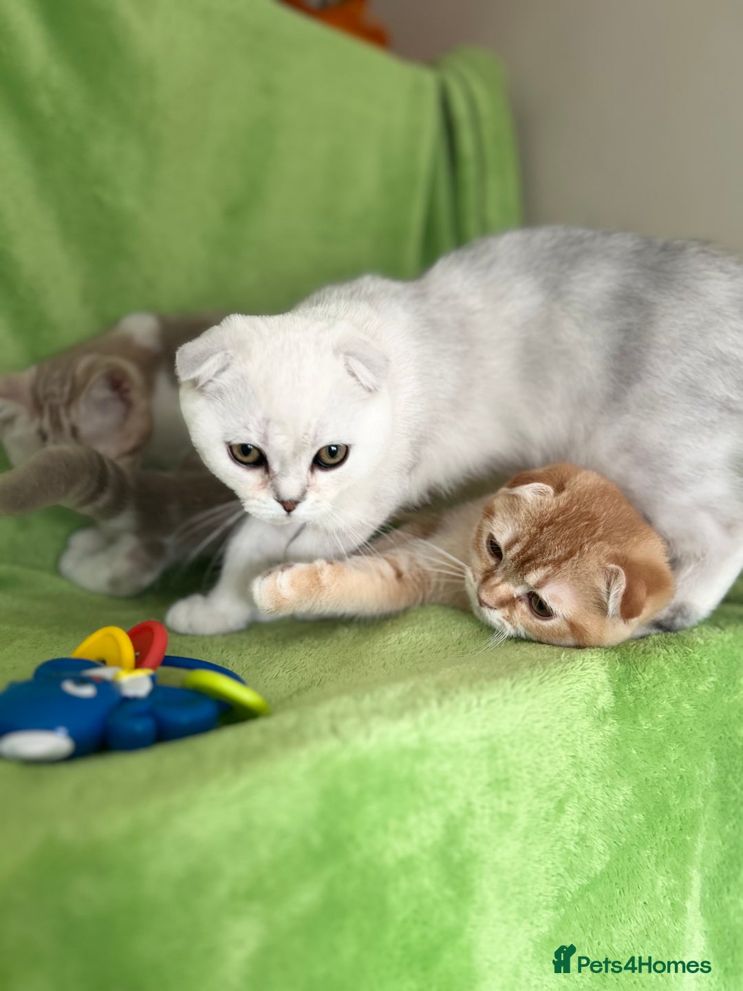 Scottish Fold cats for sale: Beautiful Scottish fold baby’s  in Reading - Image 17
