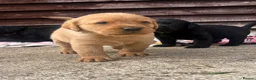 Labrador Retriever dogs for sale: Beautiful Black/yellow/Red Labrador Puppies - Advert 4