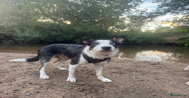 Border Collie dogs - Advert 11