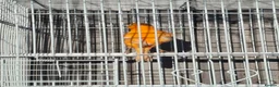 Budgerigars birds for sale: Orange canary male with cage - Advert 7
