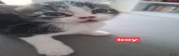 Domestic Shorthair cats for sale: Kittens - Advert 9