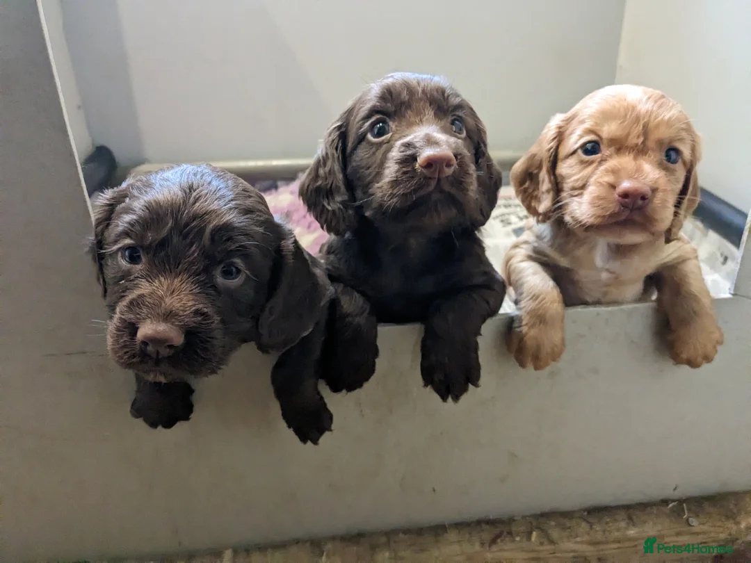 Cocker Spaniel dogs for stud: Sweet natured & handsome cocker stud dog in Bristol - Advert 13