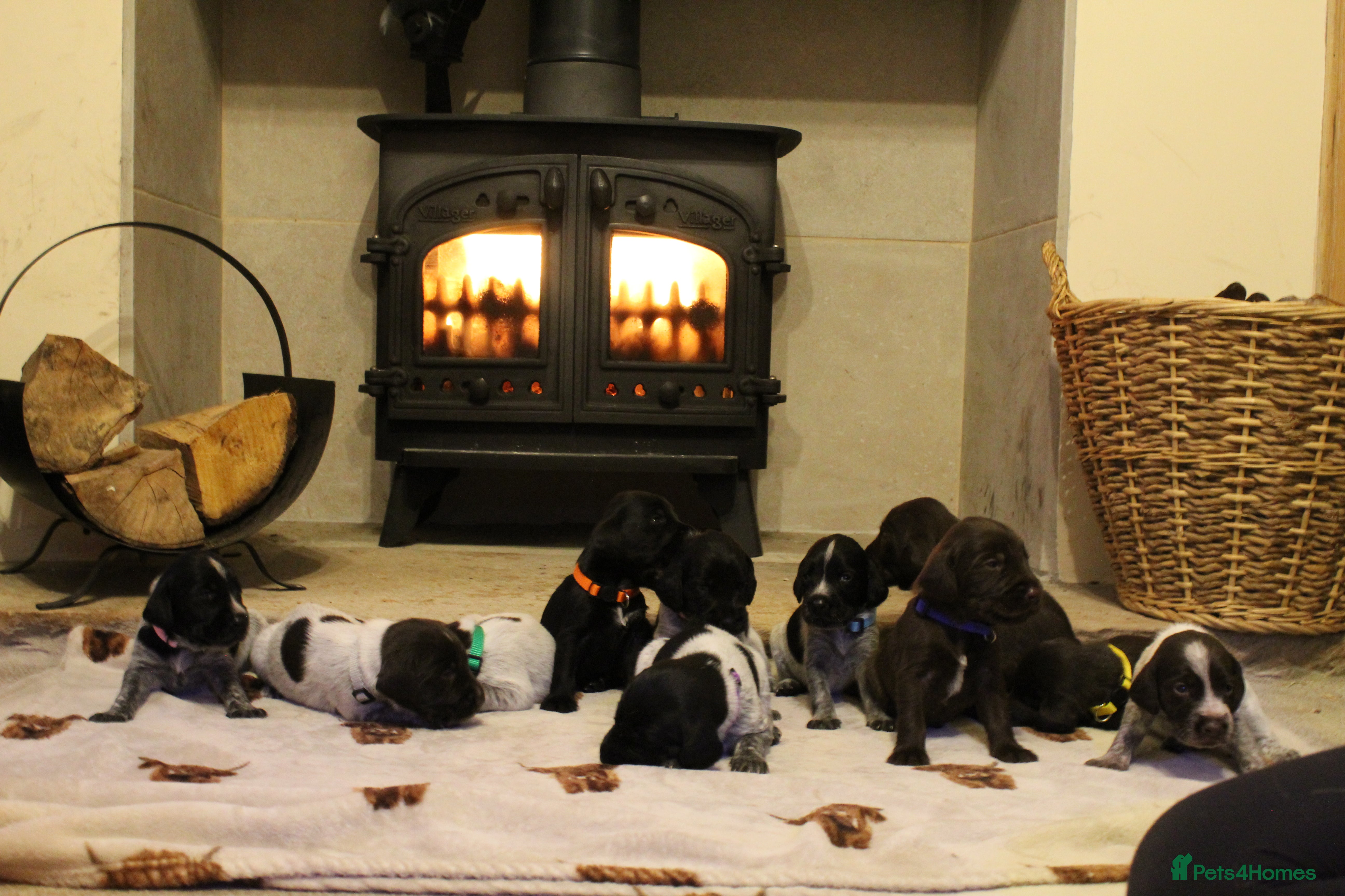 Mixed Breed dogs German wirehaired pointer x German wirehaired/Lab - Advert 2