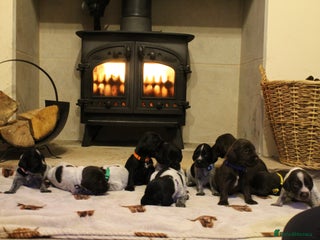 Mixed Breed dogs - Advert 13