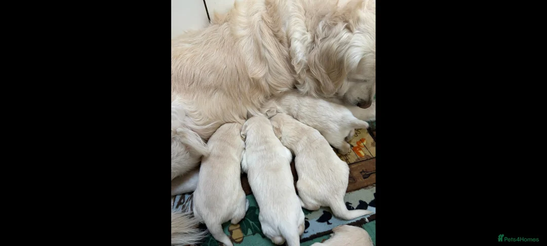 Golden Retriever dogs for sale: Golden Retrievers puppies - Advert 7