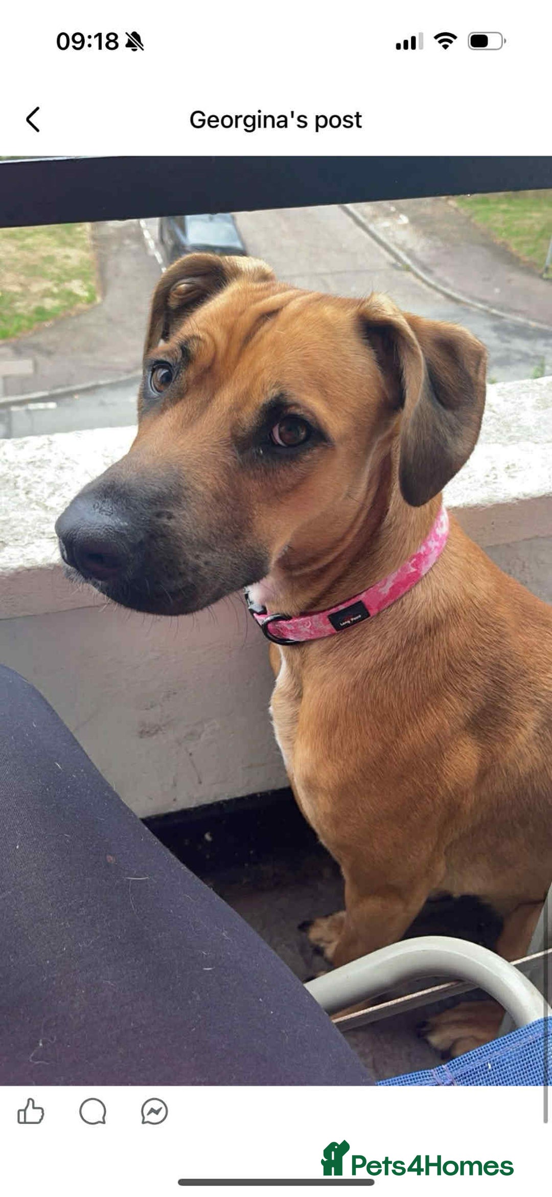 Mixed Breed dogs for sale: Staffy cross. In need of good home!  - Advert 6