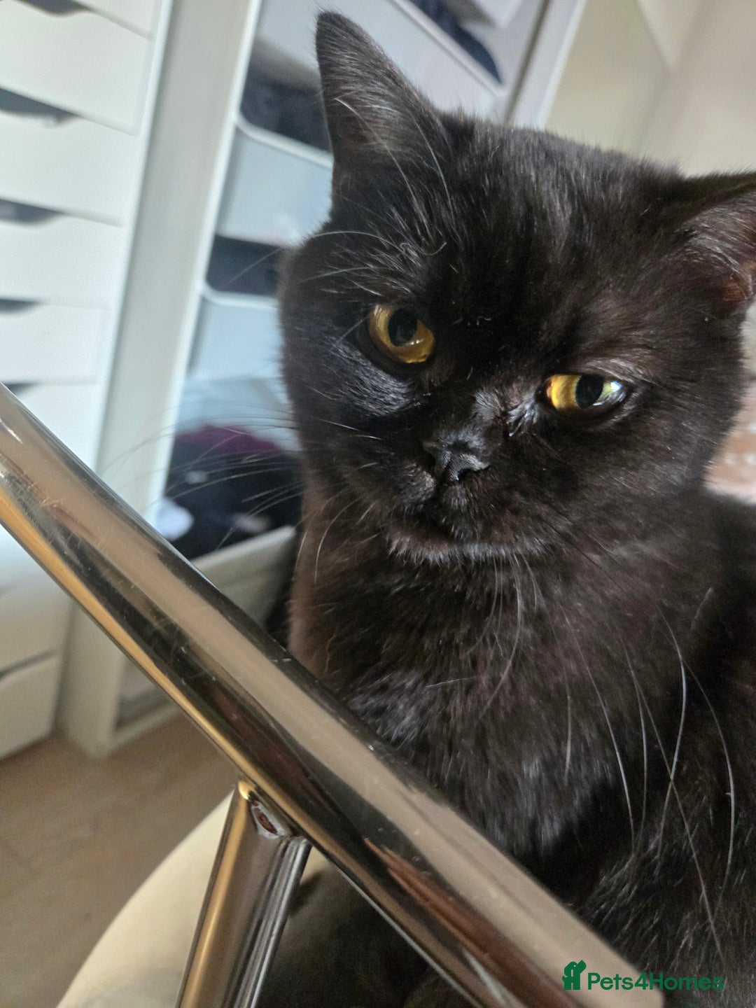 British Shorthair cats for sale: British Shorthair Black female - Advert 7